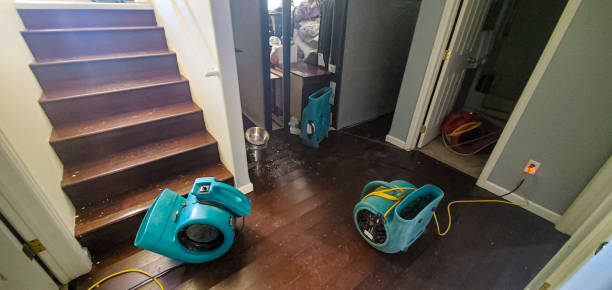 Best Local water damage restoration  in Lorado City, CO