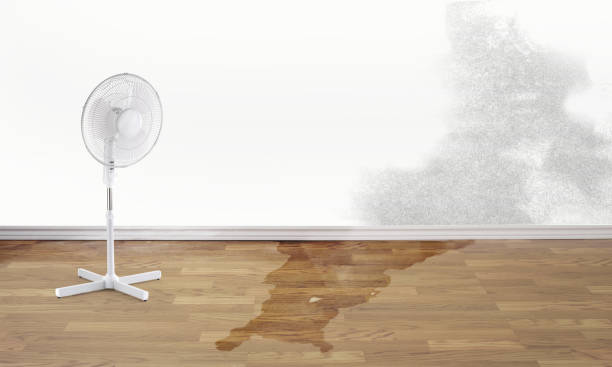 Best Mold removal after water damage  in Lorado City, CO