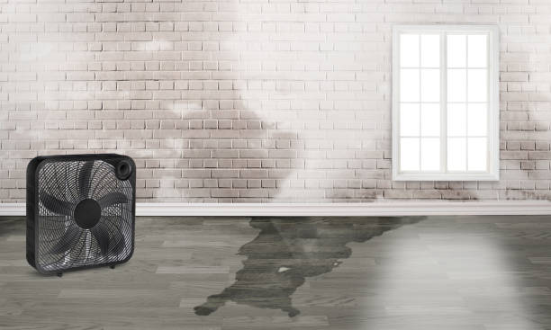 Best Fire Damage Restoration  in Lorado City, CO