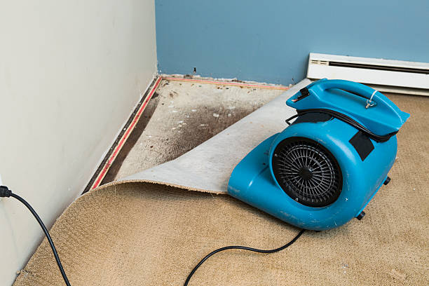 Best Water damage cleanup near me  in Lorado City, CO